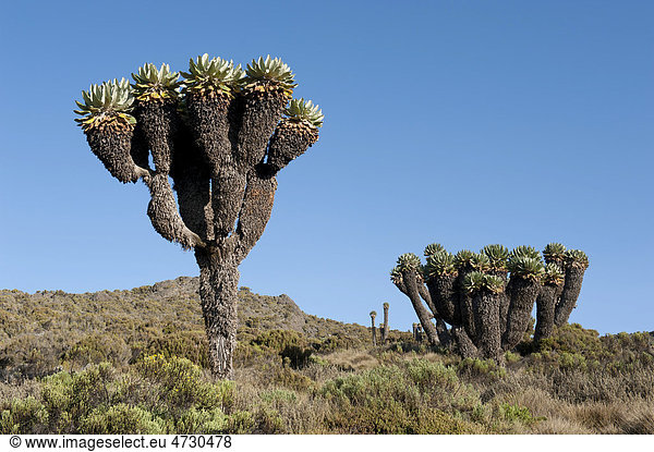 Riesen-Greiskraut,  Riesensenezie,  Schopfbaum (Dendrosenecio kilimanjari),  bei den Horombo Huts,  Marangu Route,  Kilimandscharo,  Tansania,  Ostafrika,  Afrika
