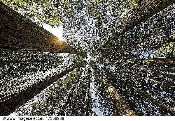Riesen-Mammutbäume (Sequoiadendron giganteum)  Sequoiafarm Kaldenkirchen  Nettetal  Nordrhein-Westfalen  Deutschland  Europa