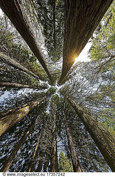 Riesen-Mammutbäume (Sequoiadendron giganteum)  Sequoiafarm Kaldenkirchen  Nettetal  Nordrhein-Westfalen  Deutschland  Europa