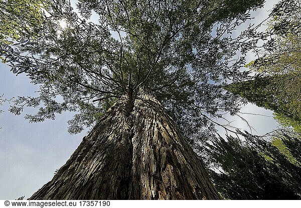 Riesen-Mammutbaum (Sequoiadendron giganteum)  Sequoiafarm Kaldenkirchen  Nettetal  Nordrhein-Westfalen  Deutschland  Europa