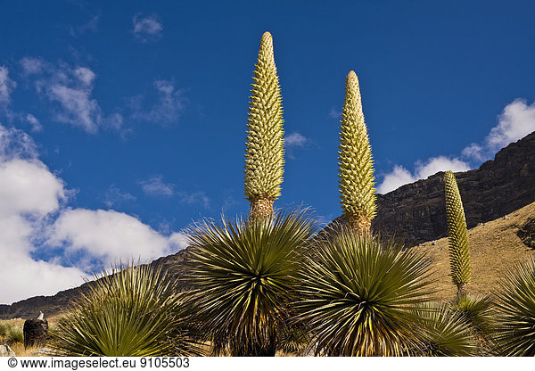 Riesenbromelien (Puya raimondii)  mit ca. 8 m hohem Blütenstand  höchster Blütenstand der Welt  Wahrzeichen Perus  Nationalpark Huascaran  Anden  Huaraz  Region Ancash  Peru