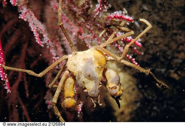 Riesenkrabbe (Inachos Phalangium). Galicien Spanien
