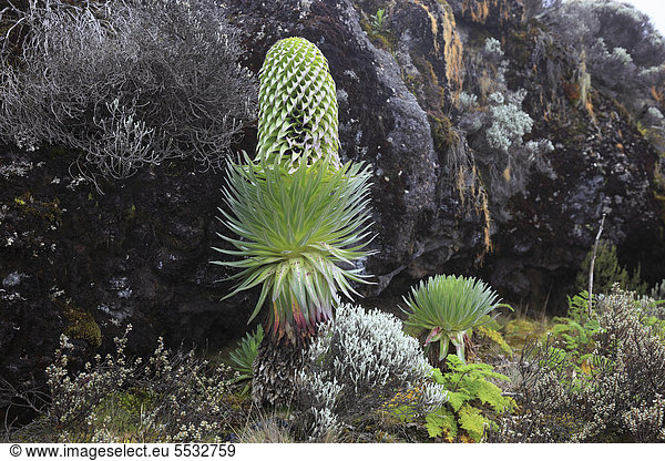 Riesenlobelien (Lobelia rhynchopetalum) Wachstum bis auf ca 4000 m Höhe auf dem Kilimandscharo Tansania Afrika