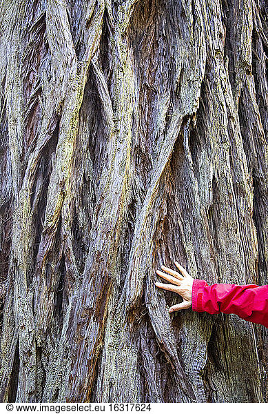 Riesenmammutbäume auf dem Lady Bird Johnson Trail im Redwood National Park  Kalifornien  Vereinigte Staaten von Amerika  Nordamerika