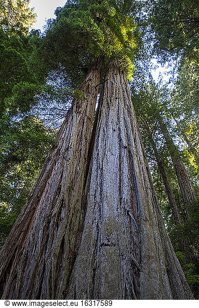 Riesenmammutbäume auf dem Lady Bird Johnson Trail im Redwood National Park  UNESCO-Weltkulturerbegebiet  Kalifornien  Vereinigte Staaten von Amerika  Nordamerika