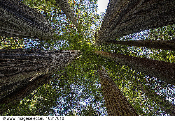 Riesenmammutbäume auf dem Lady Bird Johnson Trail im Redwood National Park UNESCO-Weltkulturerbegebiet Kalifornien Vereinigte Staaten von Amerika Nordamerika