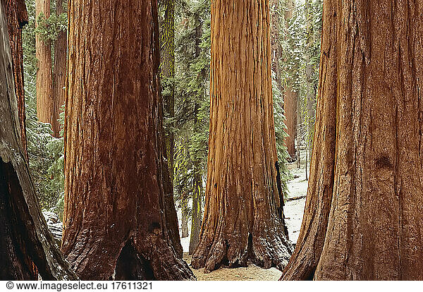 Riesenmammutbäume  Mariposa-Hain Yosemite-Nationalpark Kalifornien  USA