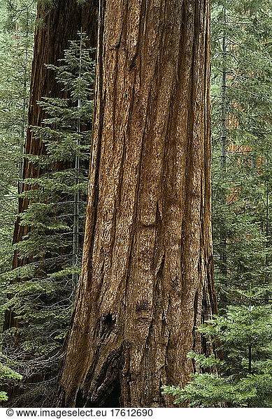 Riesenmammutbäume  Mariposa-Hain Yosemite-Nationalpark Kalifornien  USA