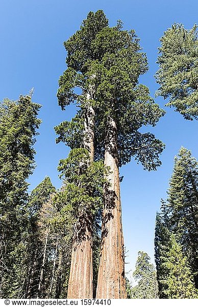 Riesenmammutbäume (Sequoiadendron giganteum)  Twin Sisters  General Grant Tree Trail  Kings-Canyon-Nationalpark  Kalifornien  USA  Nordamerika