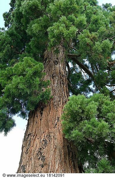 Riesenmammutbaum (ca. 1870)  Sequioadendron ginganteum  Park von Schloss Cheverny  Frankreich  Europa