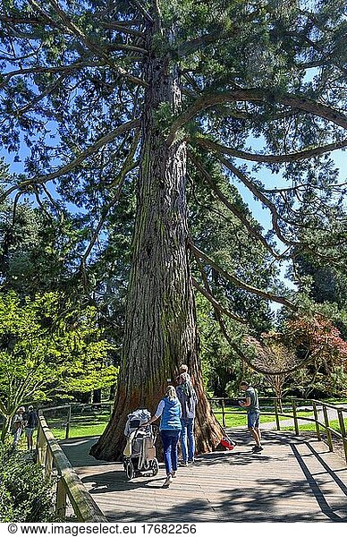 Riesenmammutbaum (Sequoiadendron giganteum)  auch Berg-Mammutbaum  Insel Mainau  Bodensee  Baden-Wüttemberg  Deutschland  Europa