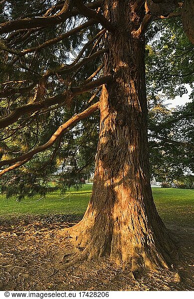 Riesenmammutbaum (Sequoiadendron giganteum)  Überlingen  Baden-Württemberg  Deutschland  Europa