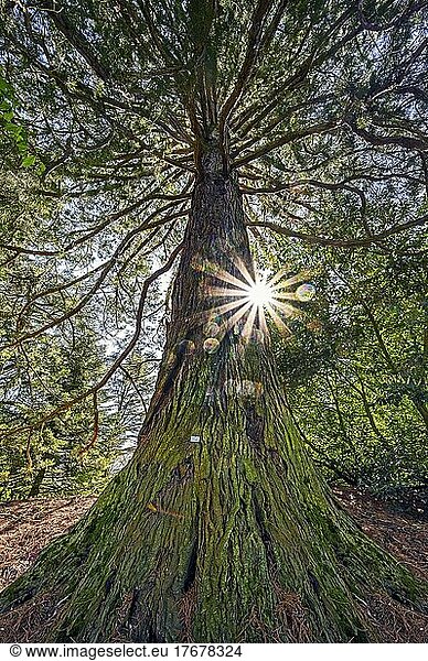 Riesenmammutbaum (Sequoiadendron giganteum)  gelegentlich auch Berg-Mammutbaum  Insel Mainau  Bodensee  Baden-Wüttemberg  Deutschland  Europa
