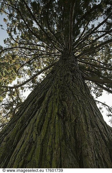 Riesenmammutbaum (Sequoiadendron giganteum)  Insel Mainau  Baden-Württemberg  Deutschland  Europa