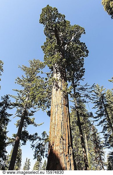Riesenmammutbaum (Sequoiadendron giganteum)  Twin Sisters  General Grant Tree Trail  Kings-Canyon-Nationalpark  Kalifornien  USA  Nordamerika