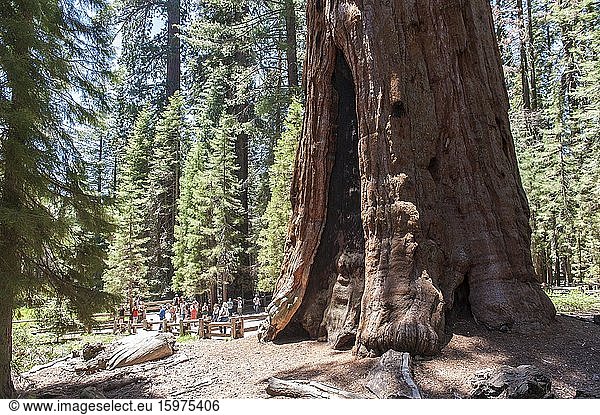 Riesenmammutbum (Sequoiadendron giganteum)  Besucher vor dem General Sherman Tree  Sequoia-Nationalpark  Kalifornien  USA  Nordamerika