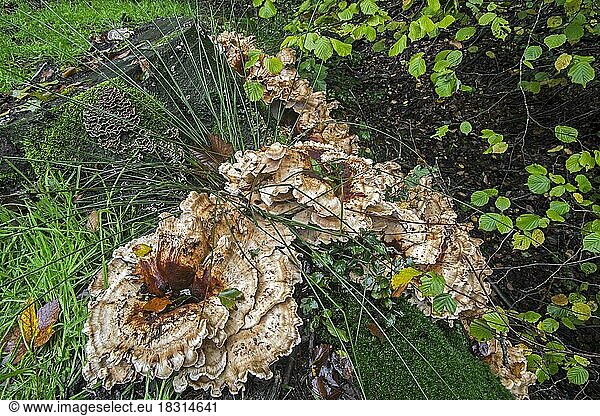 Riesenporling (Meripilus giganteus) und Trametes-Pilze an der Basis eines Baumstamms im Herbstwald