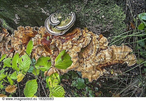 Riesenporling (Meripilus giganteus) und Trametes-Pilze an der Basis eines Baumstamms im Herbstwald