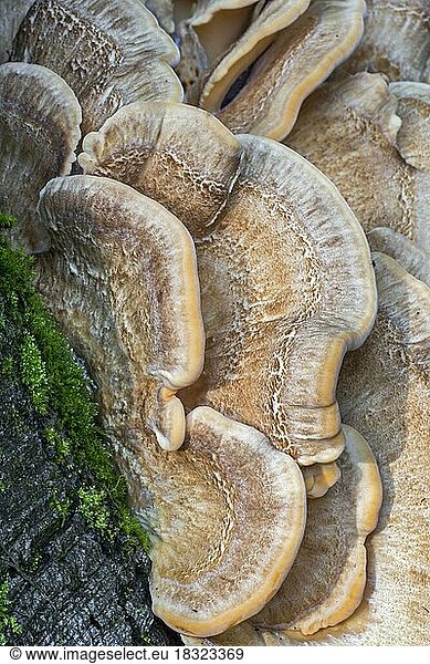 Riesenporling (Meripilus giganteus) und Trametes-Pilze an der Basis eines Baumstamms im Herbstwald