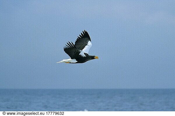 Riesenseeadler  Adler  Greifvögel  Tiere  Vögel  Steller's Sea-eagle (Haliatus pelagicus) In flight over sea  Hokkaido  Japan  Asien