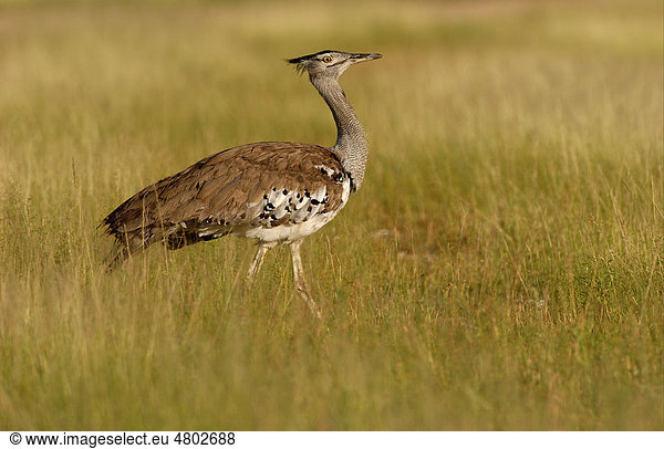 Riesentrappe (Ardeotis kori)  Altvogel in hohem Gras  Etosha  Namibia  Afrika
