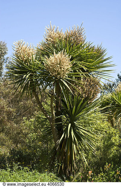 Riesenyucca (Yucca elephantipes),  Variegata,  Jardin Exotique,  Roscoff,  Bretagne,  Frankreich,  Europa