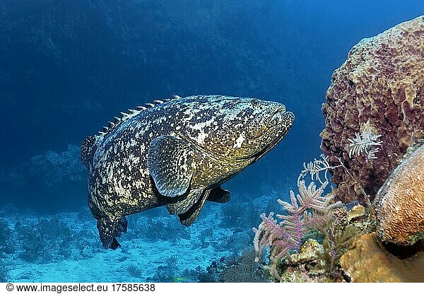 Riesenzackenbarsch (Epinephelus itajara) oder Judenfisch schwimmt über Korallenriff  Nationalpark Jardines de la Reina  Karibisches Meer  Provinz Camagüey und Ciego de Ávila  Republik Kuba  Karibik