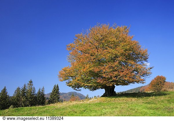 Riesige alte Buche (Fagus sp.)  Hutebuche  Hutebaum auf einer Hochweide mit Herbstfärbung  Schwarzwald  Baden-Württemberg  Deutschland  Europa