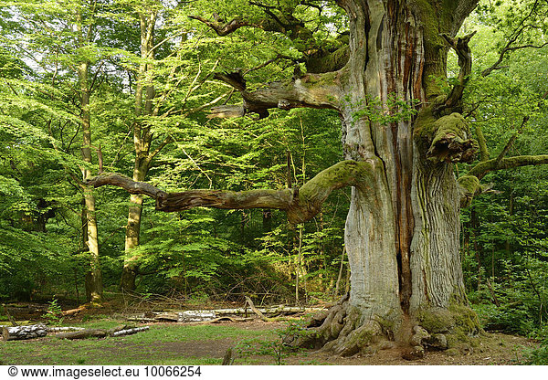 Riesige alte moosbewachsene knorrige Eiche in einem ehemaligen Hutewald Reinhardswald Sababurg Hessen Deutschland Europa