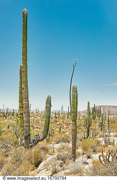 Riesige Kakteen im Sommer in der Wüste von Baja  Mexiko.