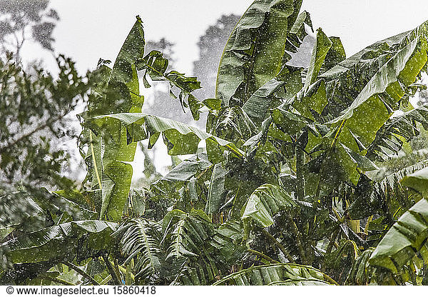 Riesige Regentropfen auf Bananenpflanzen während eines Tropensturms.