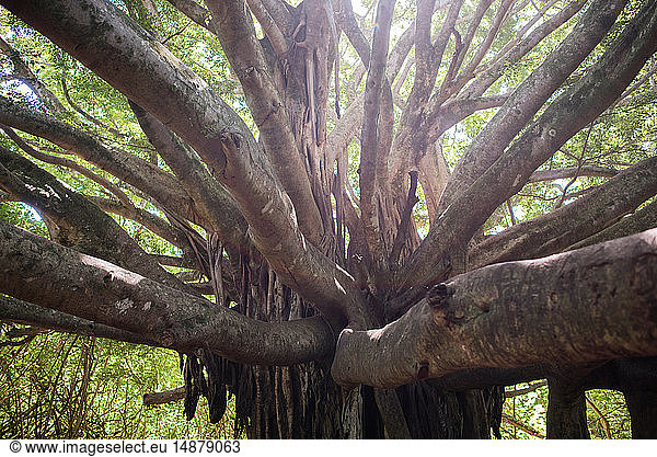 Riesiger alter Baum,  Waipipi Trail,  Maui,  Hawaii