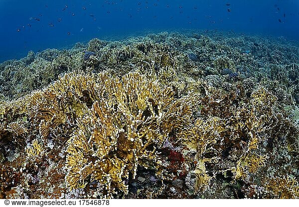 Riffdach dicht bewachsen mit Rotes Meer Feuerkoralle (Millepora dichotoma)  Port Safaga  Rotes Meer  Ägypten  Afrika