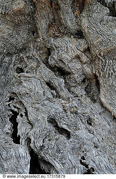 Rinde  Borke eines ca. 400 Jahre alten Olivenbaumes  Sciacca  Sizilien  Italien  Europa