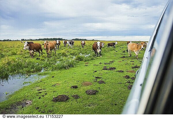 Rinder auf der Estancia San Juan de Poriahu  einer Rinderfarm in den Ibera-Feuchtgebieten  Provinz Corrientes  Argentinien