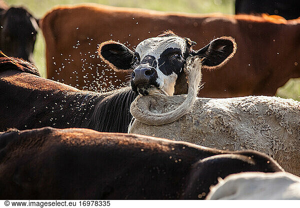 Rinder auf einer Ranch in Kansas