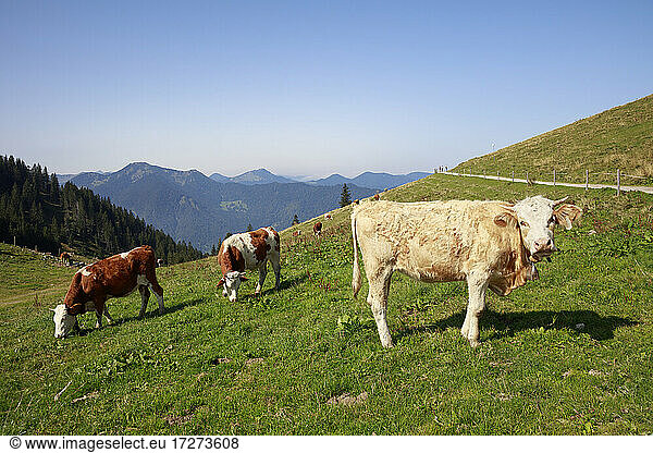 Rinder grasen im Sommer auf einer Alpweide