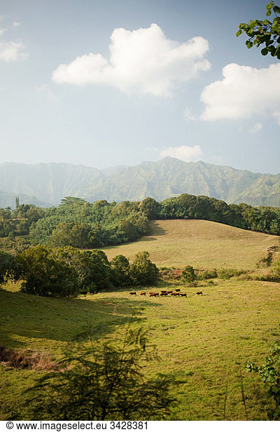 Rinder in hawaiianischer Landschaft