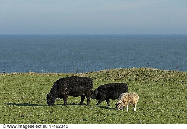 Rinder und Widder grasen gemeinsam  Oberland  Insel Helgoland  Schleswig-Holstein  Deutschland  Europa