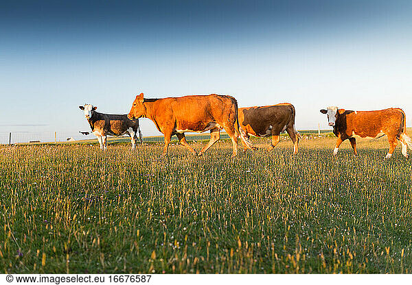Rinder wandern im Sommer über eine Wiese