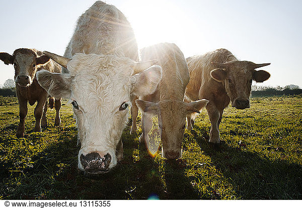 Rinder weiden bei Sonnenschein auf Grasfeld