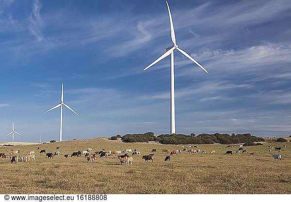 Rinderherde vor Windkraftanlagen  Provinz Cádiz  Spanien  Europa