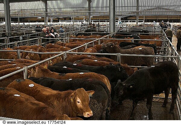 Rinderzucht  Vieh auf Auktionsmarkt verkaufsbereit  England  Großbritannien  Europa