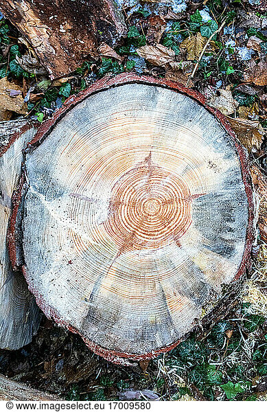 Ring pattern on tree stump at forest