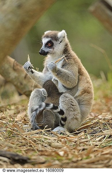 Ring-tailed lemur female and young sitting  Madagascar