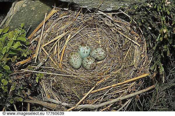 Ringdrossel  Ringdrosseln (Turdus torquatus)  Singvögel  Tiere  Vögel  Ring Ouzel four eggs in nest