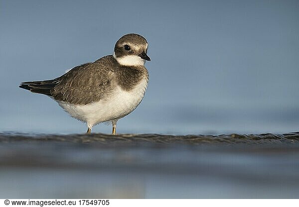 Ringed plover (Charadrius hiaticula) on the Baltic Sea  Prerow  Germany  Europe