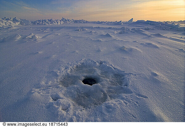 Ringed Seal Hole on Pack Ice Over the Chukchi Sea