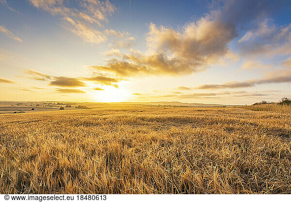 Ripe barley on field in front of sky at sunset