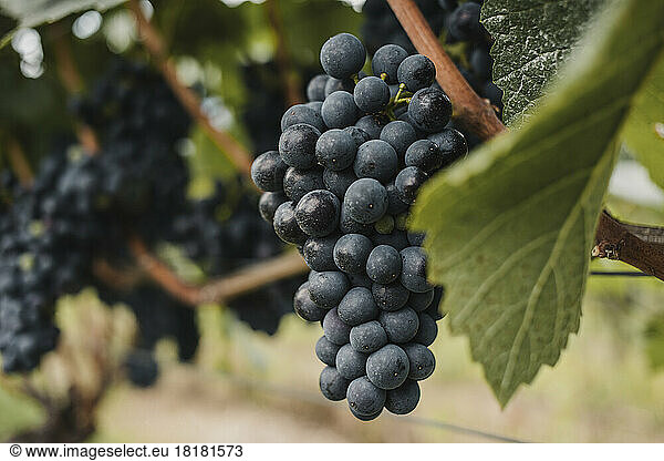 Ripe grapes growing in vineyard